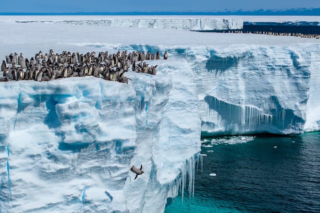 Von bis zu 15 Meter hohen Eisklippen stürzen sich die furchtlosen Pinguine.