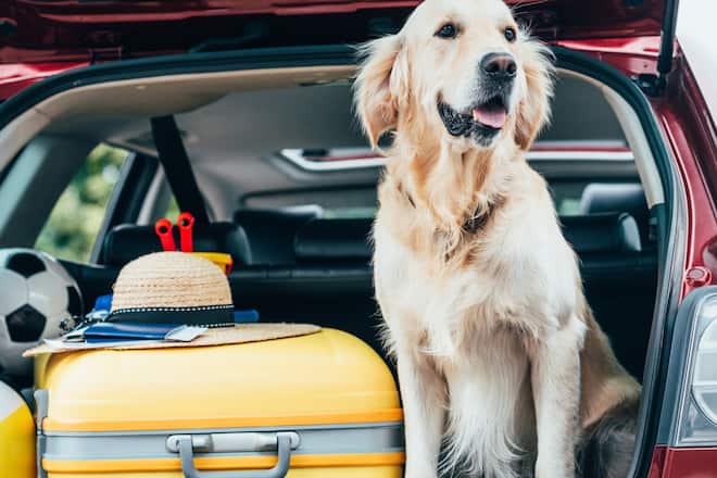 Urlaub geplant? Für viele Besitzer ein Grund, ihr Haustier abzugeben - oder auszusetzen.