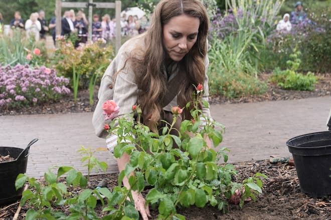 Prinzessin Kate pflanzte 50 Rosen in Colchester.