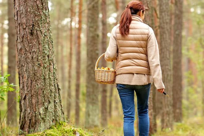 Wer Pilze im Wald sammeln will, sollte einiges beachten.