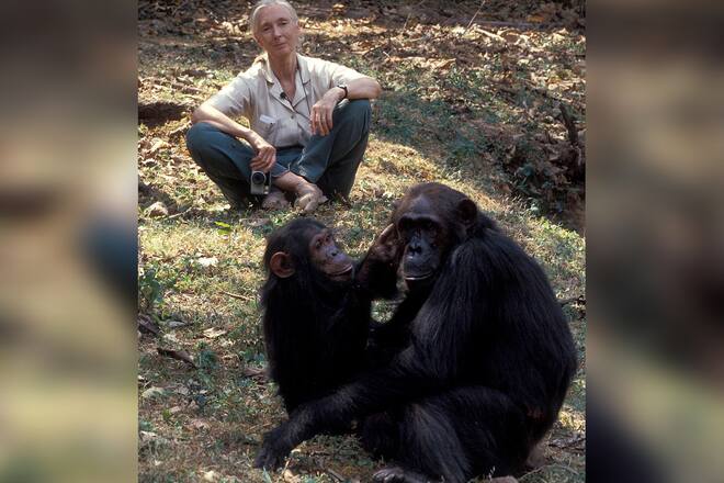 Jane Goodall starb im Alter von 91 Jahren.