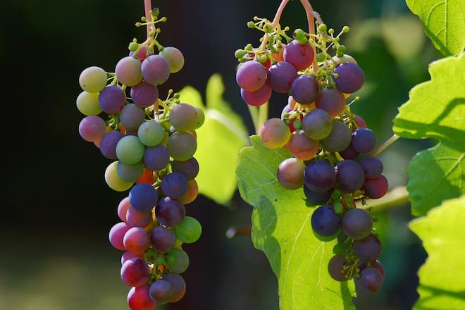 Im Herbst steht die Weinlese an.