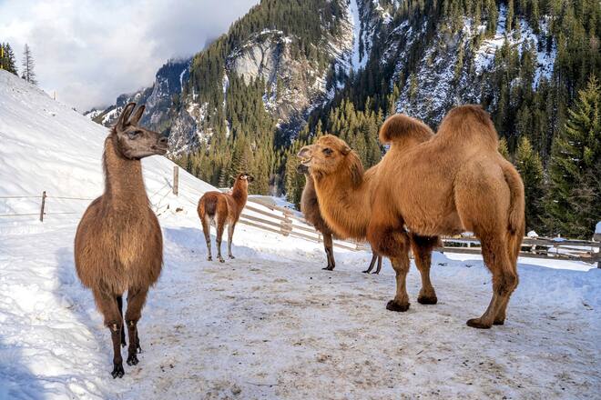 Lamas im Schnee in Safien Platz