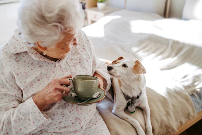 Elderly woman in pyjamas sitting on bed with her dog, drinking hot tea in the morning. Cute dog lying on bed by elderly owner. Dog as companion for senior people.