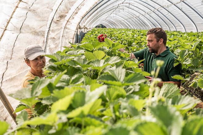 HUENENBERG ZG, 03.06.2020 - Bauer Jonas Boog mit Erntehelferin Anna aus Polen im Erdbeerengewaechshaus der Familie Boog. Publireportage "Mehr Schweiz im Teller" Hof Buuregarte Boog in Huenenberg ZG. Die Familie Boog pflanzt vorallem Beeren an und verkauft diese u.a. auch direkt im Hofladen. PHOTO BY PASCAL MORA