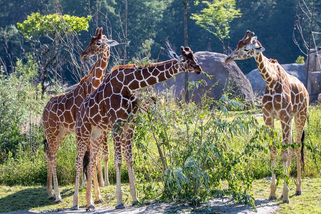 Netzgiraffe Giraffa camelopardalis reticulata; Irma, Jahi und Luna