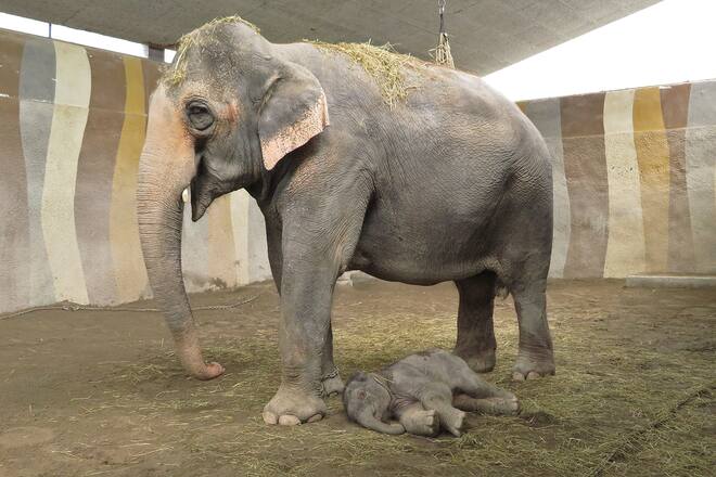 Baby Elefant mit Mama Sandry