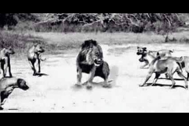 Blog Auswandern Südafrika Sacha von der Crone Leben Alltag