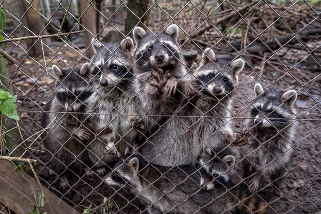 Johns kleine Farm Mini Tierpark Familie Marti Kallnach