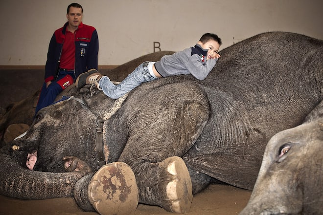 Chris Rui Knie liegt auf einem Elefanten