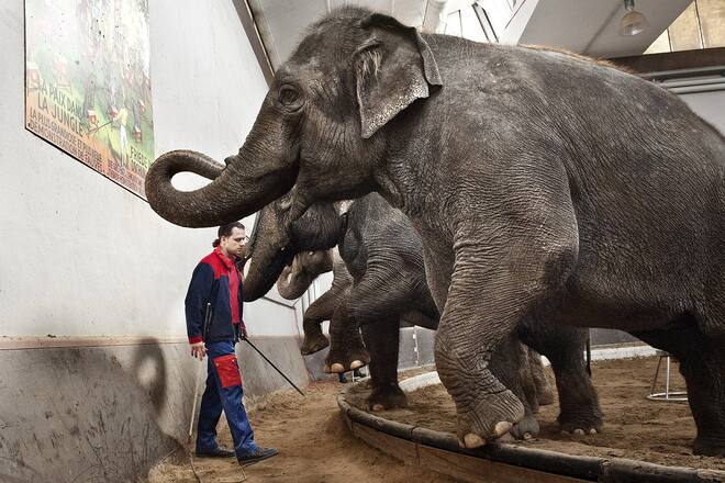 Franco Knie Junior übt mit dem Elefanten