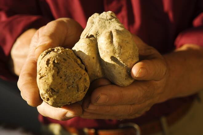 Weisser Trüffel aus dem Piemont
