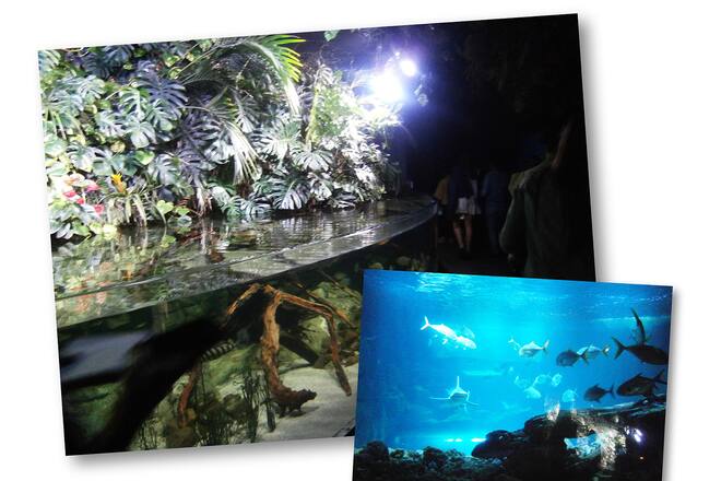 paris fashin week nora baldenweg