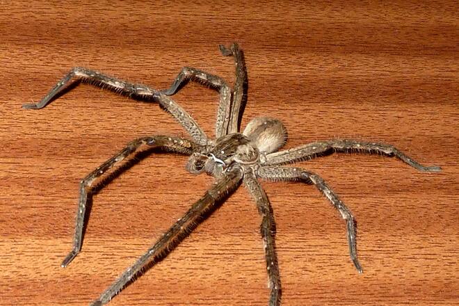 Blog Sacha von der Crone Südafrika Auswandern Auswanderung Leben