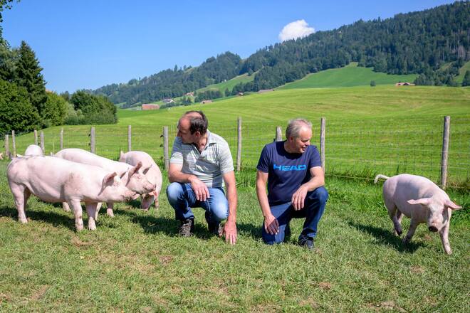 Digi-Tal 2021 Entlebuch. Der Schweinestall von Franz Studer und Joseph Schmid ist digitalisiert. Die Schweine werden anhand von Tonsignalen in die verschiedenen Bereiche des Stall geführt. Bild © Remo Naegeli