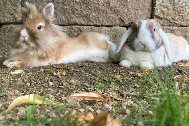 Lukas Studer, Sagen Sie Mal