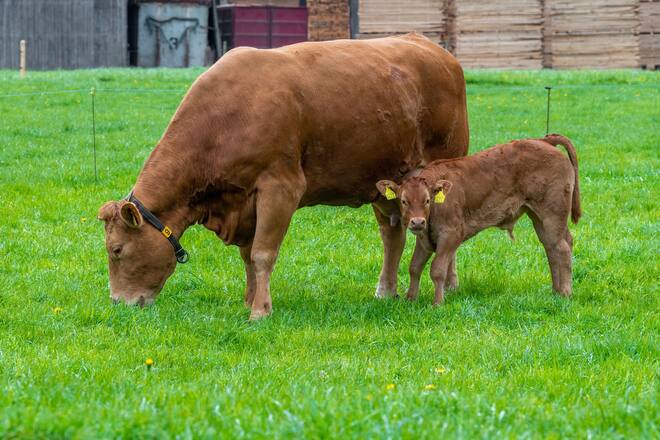 Mutterkuh und Kalb