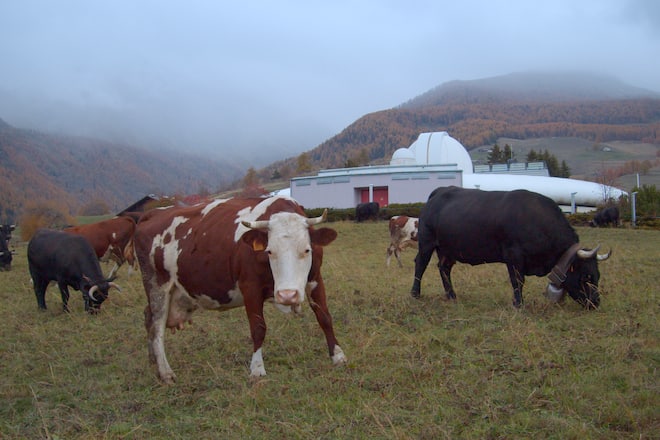 cows gazing in front of a building