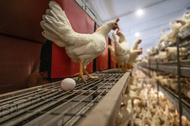16.04.2021; Freimettigen (BE); CNF-Produzenten Marc und Sandra Keller, (Coop Naturafarm Legehennen inkl. Aufzucht Stall) - Uebbersicht Stall mit ca 6000 Legehennen. © Valeriano Di Domenico