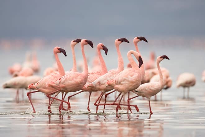 Flamingos im Wasser