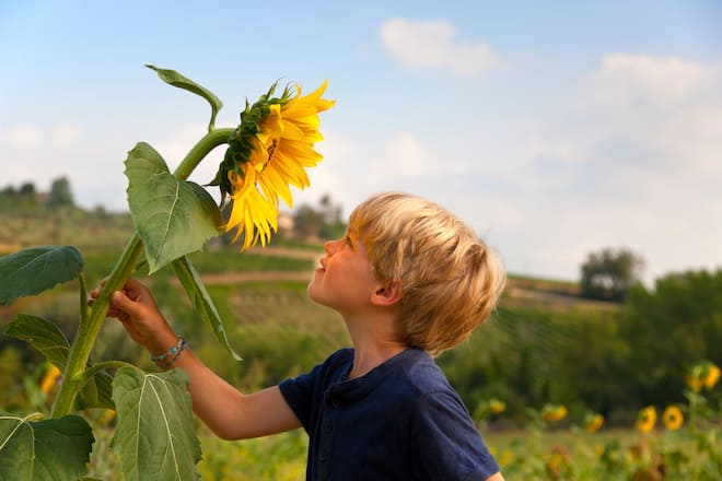 Junge schaut zu Sonnenblume auf