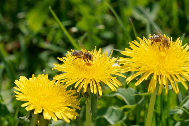 Close-up of yellow spring flowers and bees