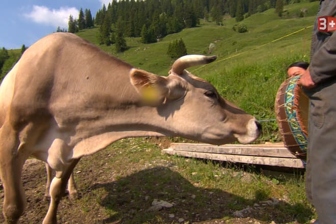 Bauer, ledig, sucht, Staffel 13, Folge 30, Niklaus und Silvia