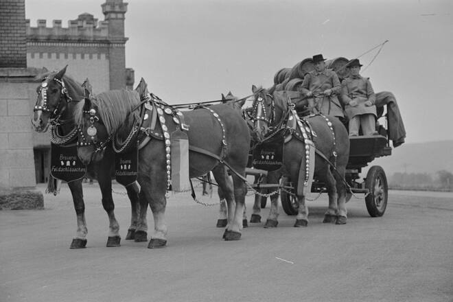 <p>Die Brauereipferde wurden nach der Gründung von Feldschlösschen 1876 für den Biertransport genutzt.</p>