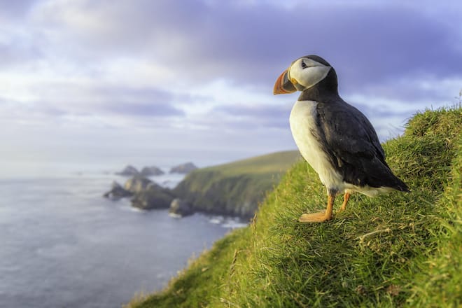 Ein Papageitaucher auf den Shetlandinseln. Im Sommer brüten die Tiere hier auf den Klippen.