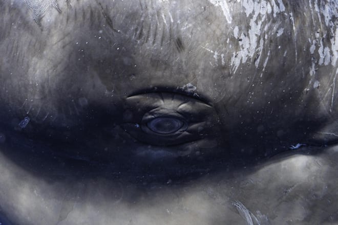 Trotz guter Sehkraft nutzen Pottwale zusätzlich Echoortung, um Beute zu finden oder ihre Umgebung wahrzunehmen.