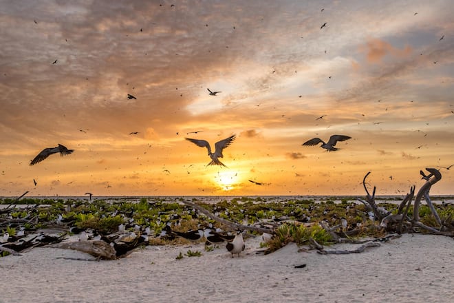 Ein passender Name: Auf Bird Island, Seychellen, versammelt sich eine Kolonie von Russseeschwalben. Über 1,5 Millionen Tiere kommen hierher zum Brüten.