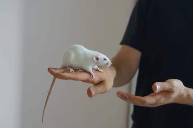 <p>Ratten erst in den letzten gut 50 Jahren salonfähig geworden. In Schweizer Haushalten leben rund 170 000 Kleinnager. Dazu gehören neben Farbratten auch Hamster, Mäuse. </p>