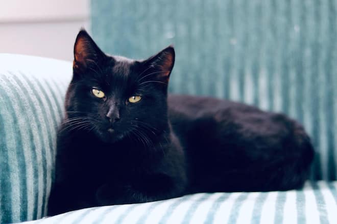 Mein Haustier: Unsere Katze Jojo ist ein ganz wichtiger Bestandteil unserer Familie.