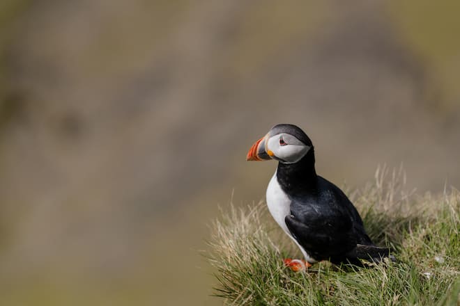 <p>Die Tierwelt hat das Paar besonders begeistert, wie dieser herzige Puffin.</p>