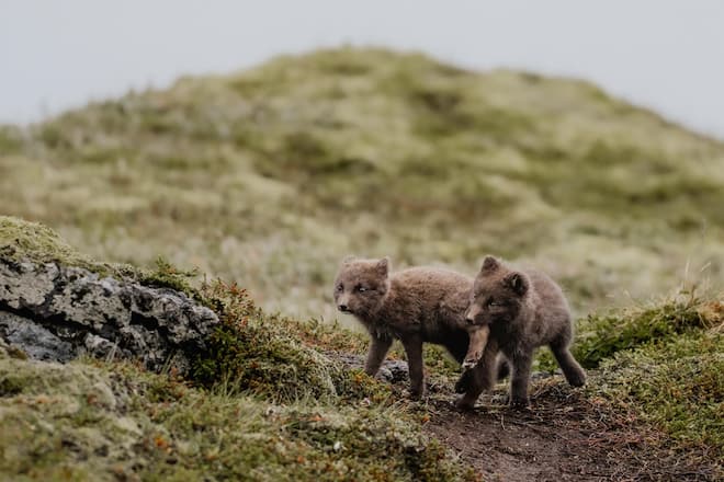 <p>Auch junge Polarfüchse hat das Paar entdeckt. Die Tiere werden später weiss.</p>