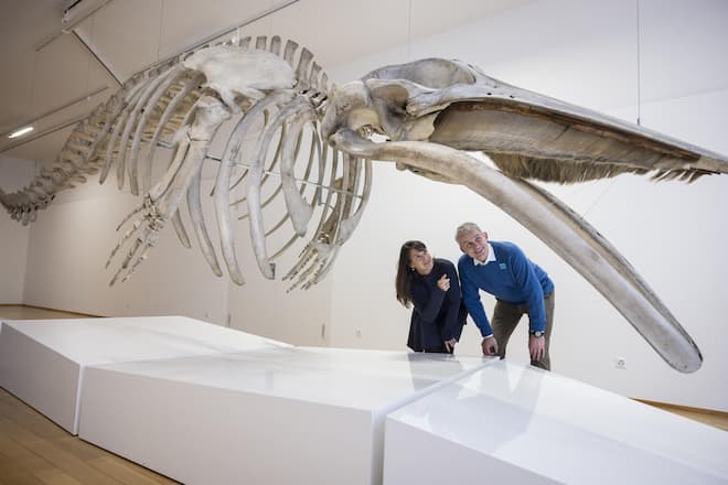 Die Biostatistikerin und der Justizminister – früher mal Abteilungschef von Pro Natura – studieren das Skelett eines Zwergwals.