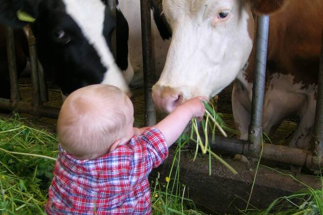 Ein kleines Kind füttert eine Kuh.