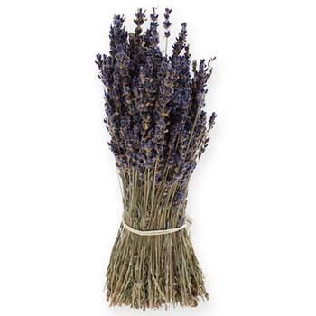 Lavendel
