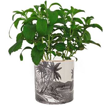 Barwägen sind die neuen Interior-Must-Haves